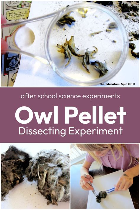 Owl Pellet Dissection, Owl Pellet, Biology Project, School Science Experiments, Owl Pellets, Biology Projects, Owl Classroom, After School Activities, Owl Books