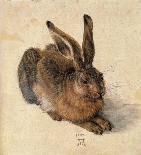 Albrecht Dürer ‘A Young Hare’ 1502 | by Plum leaves Albert Dürer, Charlotte Mason Picture Study, Farm Painting, Hare Painting, Hare Print, Rabbit Wall Art, White Gouache, Jan Van Eyck, Franz Marc