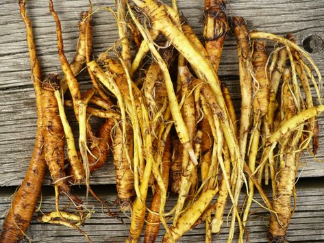 Yellow Dock Root, Yellow Dock, Constipation Remedies, Herb Farm, Tea Benefits, Herbal Blends, Licorice Root, Cold Meals, Tea Blends