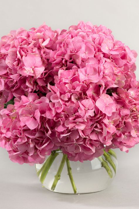 Seasonal Pink Hydrangeas Pink Hydrangea Centerpieces, Pink Hydrangea Wedding, Hydrangea Vase, Hydrangea Bouquet Wedding, Wedding Flowers Hydrangea, Pink Hydrangeas, Hydrangea Wedding, Preserved Hydrangea, Hydrangea Centerpiece