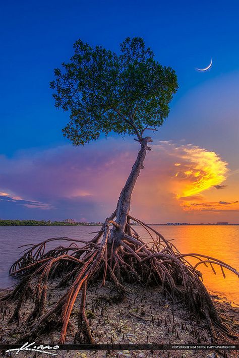 Mangrove Tree Under Crescent Moon at Lagoon | by Captain Kimo Mangrove Tree, Mangrove Swamp, Aquascape Aquarium, Unique Trees, Tree Roots, Palm Beach County, Wild Plants, Nature Tree, Exotic Plants