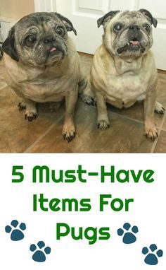 5 Must-Have Items For Pug Owners | Emily Reviews Pug Training, Pug Facts, Pug Accessories, Baby Pugs, Chihuahua Puppy, English Bulldog Puppies, Boston Terrier Puppy, Cat Care Tips, Pet Clinic