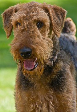 Airdale Terrior Dog House Air Conditioner, Airedale Dogs, Best Dog Toys, Welsh Terrier, Cute Dog Collars, Irish Terrier, Group Of Dogs, Terrier Breeds, Up Dog