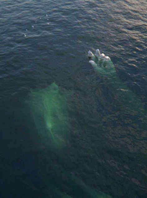 Apparently This Is The Sunken Goddess Sculpture- That’s All I Know But Look At How Big It Is! Thalassophobia Pictures, Fear Of Ocean, Thalassophobia Aesthetic, Sea Horror, Underwater Statues, Dried Daisies, Lady In The Lake, Story References, Scary Ocean