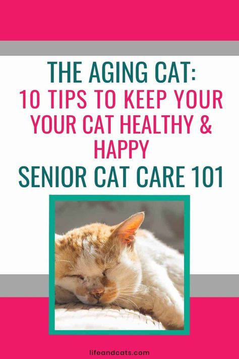 Senior Cat Care 101: 10 Tips for Keeping Your Feline Friend Happy and Healthy https://lifeandcats.com/senior-cat-care-101/ Senior Cat Care Tips, Senior Cat Care, Cat Ages, Older Cats, Pet Ideas, Cat Care Tips, Body Condition, Senior Cat, Dry Cat Food