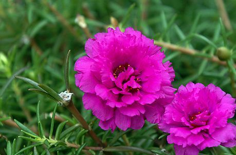 Caribbean Garden, Portulaca Grandiflora, Rose Plant Care, Window Box Plants, Ground Cover Roses, نباتات منزلية, Moss Rose, Rose Seeds, Ground Cover Plants