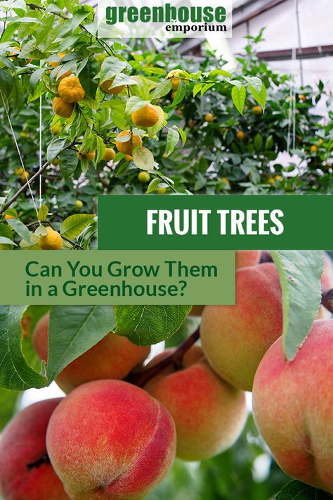 Large Greenhouse For Trees, Growing Tropical Fruits In Greenhouse, Greenhouse With Trees, Tropical Greenhouse Fruit Trees, Tropical Fruit Greenhouse, Greenhouse For Fruit Trees, Greenhouse Fruit Trees, Greenhouse For Trees, Greenhouse Fruits And Veggies