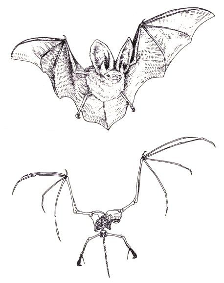 Bat Anatomy, Bat Sketch, Bats Flying, Skeleton Drawings, Bat Art, Animal Skeletons, Bat Tattoo, Animal Study, Animal Bones