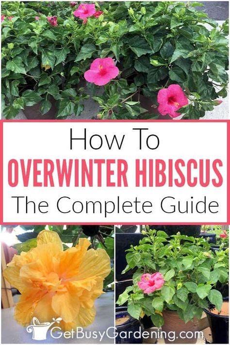 Hibiscus Tree Care, Winter Potted Plants, Growing Hibiscus, Hibiscus Tree, Hardy Hibiscus, Hibiscus Plant, Overwintering, Tropical Hibiscus, Winter Plants