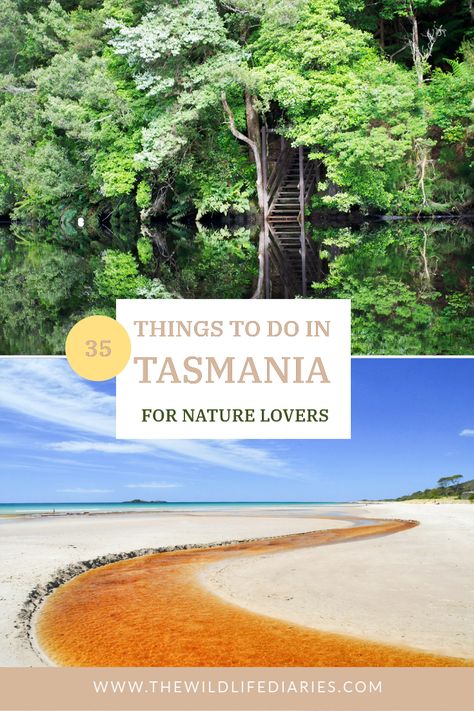 Before you plan your Tasmanian itinerary check out this guide to the most amazing things to do in Tasmania for nature lovers. Backed by experience! What To Do In Tasmania, Things To Do In Tasmania, Tasmania Winter, Tasmania Itinerary, Tasmania Travel, Working Holiday, Bruny Island, Long Weekend Getaways, Wildlife Travel