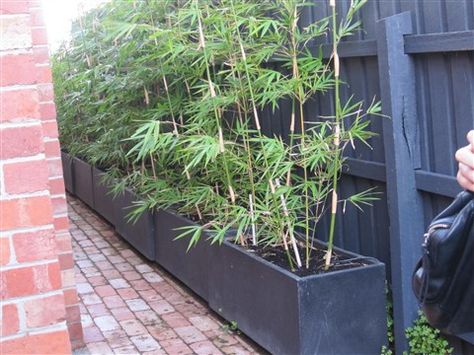 Maybe plant the bamboo in long planter box instead of just straight in the ground or in seperate pots? Might be easier for lawn mowing? *then again might go fake grass anyway* Backyard Hot Tub Ideas, Fake Grass Backyard, Bamboo Planters, Long Planter Boxes, Backyard Hot Tub, Hot Tub Ideas, Bamboo Garden Fences, Long Planter, Bamboo Privacy