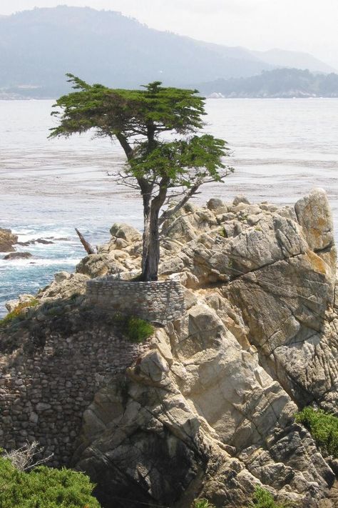 lone cypress - Google Search Cupressus Macrocarpa, Unusual Trees, Eucalyptus Deglupta, Lone Cypress, 17 Mile Drive, Monterey Cypress, Tree Gifts, Monterey Peninsula, Socotra