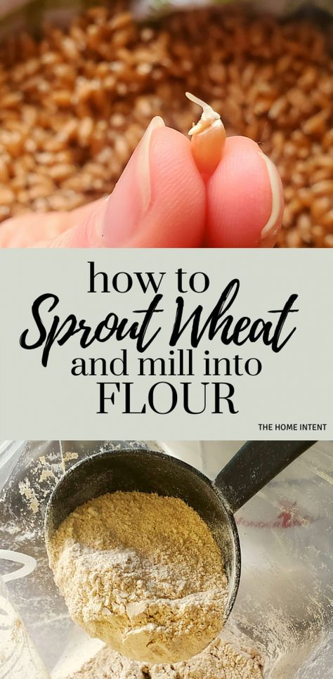 Wheat Berry Flour Recipes, Sprouted Wheat Recipes, Fresh Ground Wheat Recipes, Whole Grain Einkorn Recipes, Sprouted Wheat, How To Sprout Wheat Berries, Fresh Milled Flour Recipes, How To Sprout Grains For Bread, Fresh Milled Flour Bread Recipe