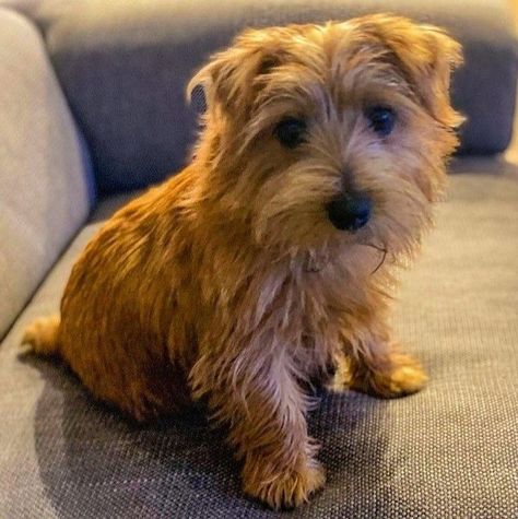 Norwich Terrier Puppy, Norfolk Terrier Puppies, All Breeds Of Dogs, Norfolk Terrier, Cairn Terriers, Norwich Terrier, Angel Babies, Dog Poses, Group 3