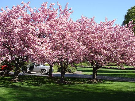 Kwanzan Cherry Kwanzan Cherry Tree, Dream Backyard Garden, Privacy Landscaping, Backyard Plants, Garden Bulbs, Patio Landscaping, Dream Backyard, Garden Layout, Cherry Tree