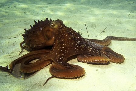 Maori Octopus Octopus Photography, Octopus Photos, Common Octopus, Octopus Species, Octopus Pictures, Giant Pacific Octopus, Octopus Squid, Molluscs, Shark Swimming