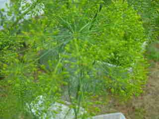 The Herb Gardener: Dill Vinegar Recipe Dill Vinegar, Herbal Vinegar, Apple Cider Recipe, Vinegar Dressing, Herb Recipes, Culinary Herbs, Herbs For Health, Garden Recipes, Fresh Dill