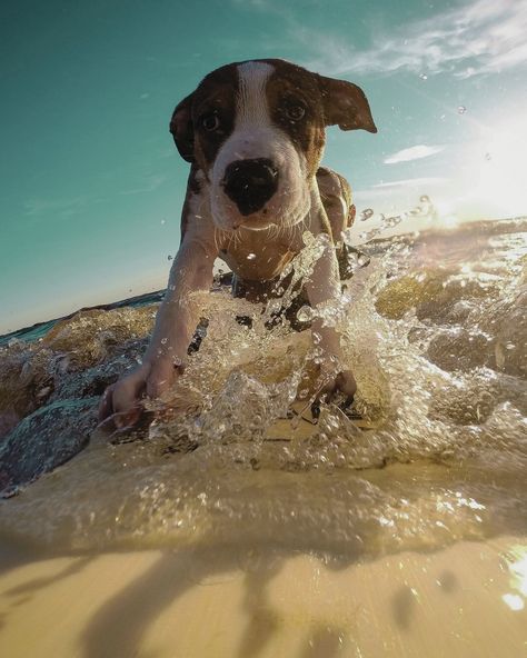 These dogs are catching waves like pros! 🐕🏄‍♂️ Does your pet love to ride the waves too? Tag us in your pics of your pets surfing! We can't wait to see your four-legged wave riders. 🌊🐾 . . . . . #SurfingDogs #PetSurfer #WaveRider #DogSurfing #SurfLife #OceanLovers #WaveChaser #BeachPups #SurfPets #surfer #shore #seashore #DogLife #SaltLife #TropicalVibes #CoastalLiving #PetAdventures #BeachBum #SurfCommunity #GoodVibesOnly #ChillVibes #SunAndSea #SurfCulture #NatureLovers #DogAdventures Surf Life, G Adventures, Salt Life, Tropical Vibes, Beach Bum, Good Vibes Only, Coastal Living, Four Legged, Dog Life