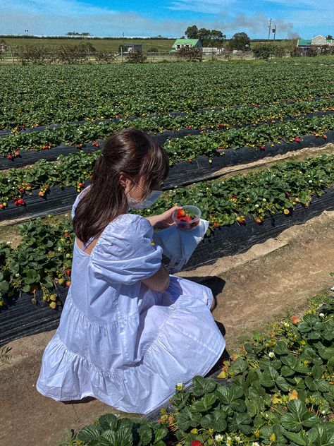 #strawberry #cottagecore #strawberryfield #aesthetic #cottagecoreaesthetic #dress Picking Berries Aesthetic, Picking Strawberries Aesthetic, Berry Picking Photoshoot, Strawberry Field Photoshoot, Strawberry Farm Outfit, Farmers Aesthetic, Fruit Picking Outfit, Strawberry Fields Aesthetic, Farmer Girl Aesthetic