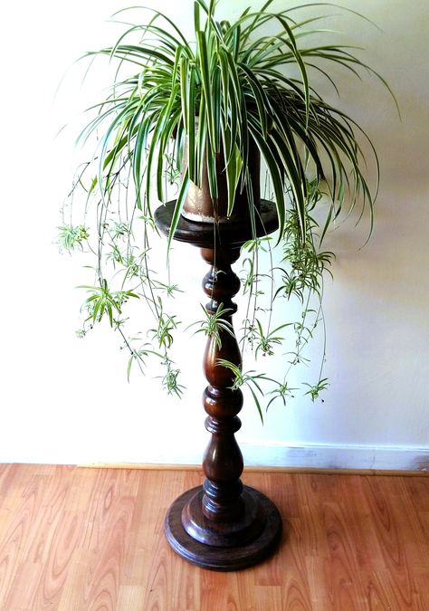 Antique Plant Stand, Pedestal Plant Stand, Reading Rooms, Flower Pot Stand, Wooden Pedestal, Column Table, Library Reading, Large Flower Arrangements, Wood Pots