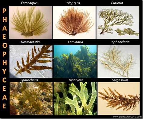 Example of Brown algae (Phaeophyceae) Brown Algae, Biology Art, Slime Mould, Plant Science, Medical Knowledge, Teacher Hacks, Life Science, Permaculture, Biology