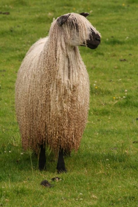 Teeswater Sheep Teeswater Sheep, Curly Sheep, Crimping Iron, Durham England, Sheep Breeds, Counting Sheep, Oita, Rare Breed, Wild Life