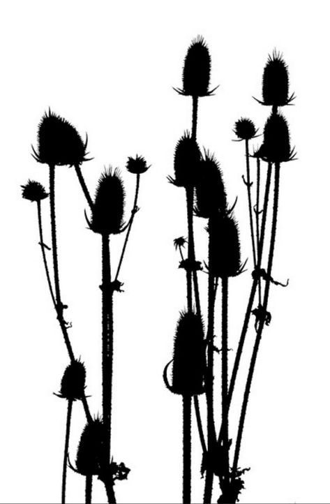 Plants Silhouette, Wildflower Silhouette, Angie Lewin, Silhouette Pictures, Silhouette Cards, New Zealand Art, Flower Silhouette, Floral Decal, Silhouette Portrait