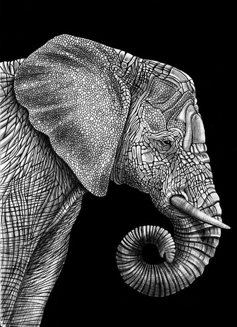 Animals Drawing, White Animals, Elephant Drawing, Sketchbook Drawings, Animal Portraits, Elephant Love, Elephant Art, Animal Sketches, An Elephant