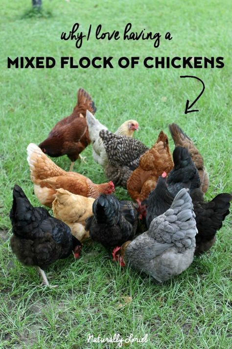 Thinking of getting chickens but not sure what kind? Before you get all the same breed, here's a post on why I love having a mixed flock of chickens. Different Kinds Of Chickens, Benefits Of Having Chickens, Getting Chickens, Funny Pet Costumes, Chicken Coop Ideas, Chicken Flock, Raising Ducks, Chicken Keeping, Urban Chickens