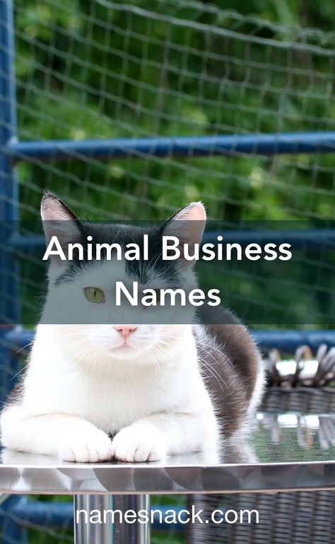 10 fun and catchy names for an animal business. Dog Business Names, Cat Daycare, Pet Services Business, Daycare Names, Pet Daycare, Pet Remedies, Business Cat, Cat Hotel, Catchy Names