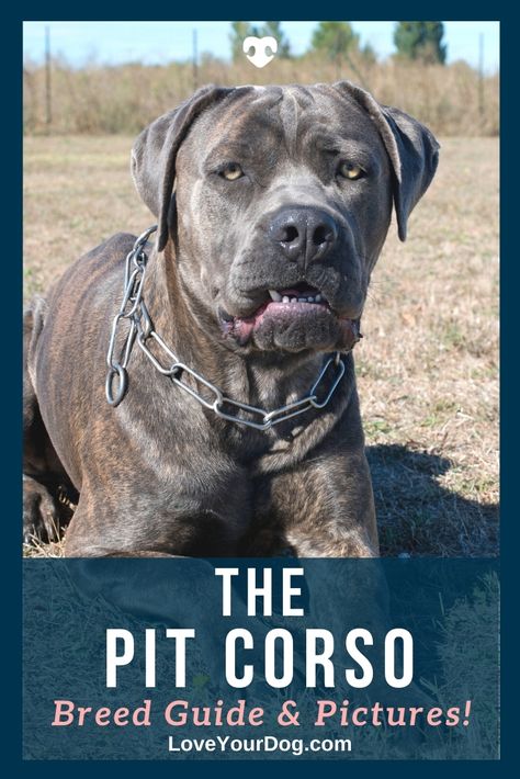 Can't decide between a Pitbull or Cane Corso for your next pet? How about adopting a Pit Corso, which is a mix of both! Find out all about this mix in this article! #loveyourdog #canecorso #pitbull #ilovecanecorsos #ilovepitbulls #pitcorso #mixbreeddog #largemixbreeddog #loyaldogbreeds #fiercehybriddog Cane Corso X Pitbull, American Pit Corso, Cane Corso Pitbull, Dog Necessities, Pitbull Mix Breeds, Brindle Cane Corso, Pitbull Mix Puppies, Loyal Dog Breeds, Pit Puppies