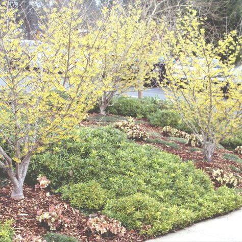 Witch Hazel Shrub, Witch Hazel Plant, Witch Hazel Plant Shrub, Witch Hazel Tree, Witch Hazel Botanical Illustration, Hamamelis Virginiana, Michigan Landscaping, Curb Appeal Landscape, Amelanchier X Grandiflora 'autumn Brilliance'