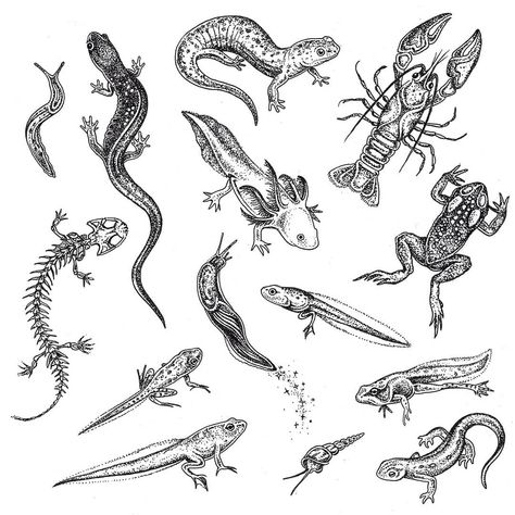 New river critter flash, very excited to tattoo these! Featuring a few salamanders, a salamander skeleton, a newt, an aquatic snail, an… Salamander Scientific Illustration, Creepy Cottagecore Tattoo, Salamander Tattoo Traditional, Tiger Salamander Tattoo, Forage Tattoo, Florida Swamp Tattoo, Slug Tattoo Cute, Snail Ink Drawing, Weird Nature Tattoos