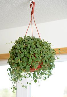 Pretty lace flower vine is an easy houseplant safe for pets that grows best in hanging baskets out of reach of curious cats and dogs. #gardenideas #indoorgardening #houseplants #bhg Pretty lace flower vine is an easy houseplant safe for pets that grows best in hanging baskets out of reach of curious cats and dogs. #gardenideas #indoorgardening #houseplants #bhg Pet Friendly House Plants, Cat Safe Plants, Hanging Plants Diy, Pet Friendly House, Plants Ideas, Silky Terrier, Hanging Plants Indoor, Bathroom Plants, Patio Plants