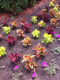 Midwest Garden, Canna Bulbs, Coleus Plants, Full Sun Flowers, Rehab Addict, Shade Garden Plants, Balcony Flowers, Foundation Planting, Jeep Wagoneer