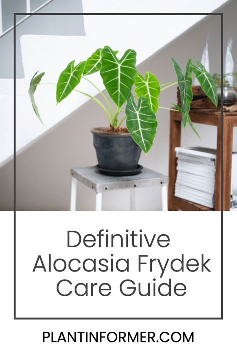 Dive into the world of Alocasia Frydek, a plant known for its lush velvet leaves and stark white veins. Discover care tips and growth facts to keep your Green Velvet Alocasia thriving. Velvet Alocasia, Alocasia Frydek, Best Air Purifying Plants, Velvet Leaves, Alocasia Plant, Plant Pests, Areca Palm, Plant Guide, Air Purifying Plants