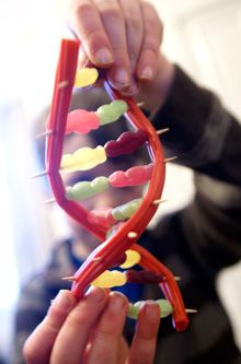 How to Make a Delicious DNA Double Helix Using Candy Dna Model Project, Dna Activities, Dna Facts, Dna Project, Dna Molecule, 7th Grade Science, Dna Model, Jelly Babies, Science Party