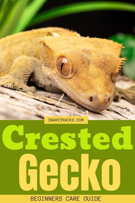 Also known as the eyelash gecko, the crested gecko was thought extinct until 1994 when they were rediscovered. Ever since they have grown in popularity especially as pets. This is because they are easy to care for, and fun to watch and interact with. Since these pets can live up to 20 years with good care, it is important to be committed before getting one. With a variety of commercial crested gecko diet available, you needn’t worry about feeding them live insects. Crested Gecko Care, Crested Geckos, Crested Gecko, Gecko, Insects, Care Instructions, Click Here, To Learn, Diet