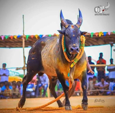 Jallikattu Images Hd Wallpaper, Jallikattu Png, Jallikattu Photos, Jallikattu Bull Images, Kangayam Bull, Kangayam Bull Images, Jallikattu Kaalai Hd Images, Jallikattu Images, Indian Bull Images