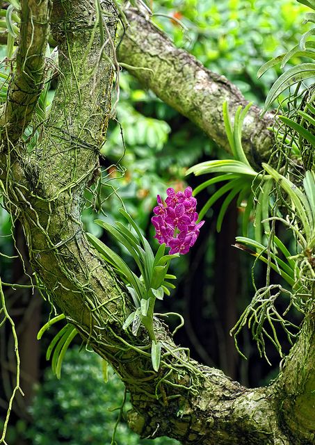 tranquil. Orchid Growing, Taman Air, Vanda Orchids, Rare Orchids, Orchids Garden, Orchid Care, Wild Orchid, Orchid Plants, Beautiful Orchids