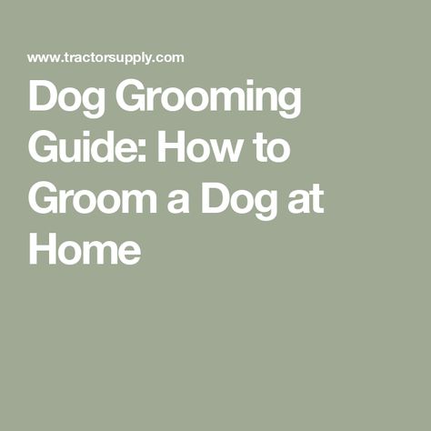 Dog Grooming Guide: How to Groom a Dog at Home Dog Dental Hygiene, Cut Nails, Dog At Home, Grooming Shop, Dog Ears, How To Cut Nails, Grooming Routine, Dog Ear, Dental Hygiene