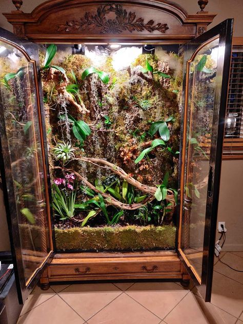 Snake Enclosure Ideas Diy, Diy Snake Enclosure, Bioactive Terrarium, Vivarium Ideas, Snake Terrarium, Snake Enclosure, Fish Tank Terrarium, Snake Tank, Studio Apartment Living