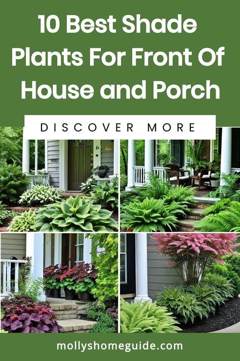 Discover the best shade plants for front of house and porch! From low maintenance shrubs to beautiful flowers for shaded areas, these shade-loving plants are perfect for adding life to your front yard. Create a stunning container garden with low growing shrubs or plant a perennial flower bed in the shade. Whether you need foundation plants for the front of your house or shrubs for a shady porch, these plants thrive where the sun don't shine. Flowers For Shady Areas, Low Maintenance Shade Plants, Plants For Outdoor Patio, Flowers For Shaded Areas, Low Light Plants Outdoor, Plants For Front Of House, Perennial Flower Bed, Best Shade Plants, Foundation Plants