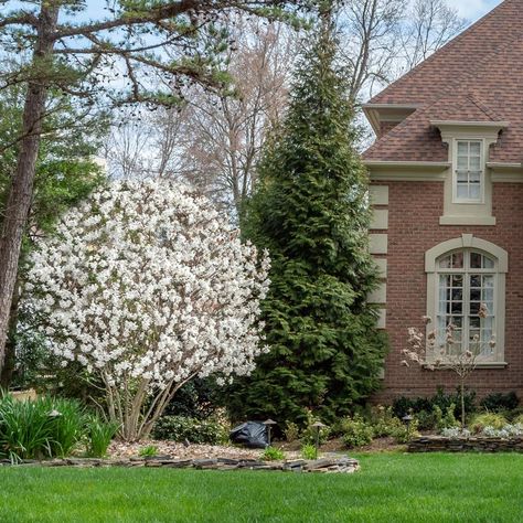 Royal Star Magnolia, Star Magnolia, Backyard Plan, Magnolia Tree, Short Plants, House Yard, Front Landscaping, Outdoor Decorating, Patio Plants