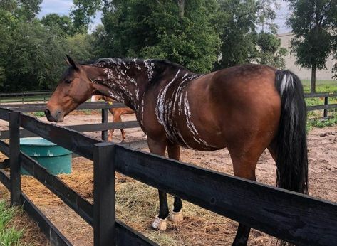 Brindle Horse, Rare Horse Colors, Unusual Horse, Horse Markings, Horse Coat Colors, Rare Horses, Cute Horse Pictures, Horse Riding Tips, Barrel Racing Horses