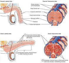 Male Reproductive System Anatomy, Reproductive System Anatomy, Libido Boost For Men, Male Reproductive System, Anatomy Education, Prostate Health Men, Libido Boost, Human Body Facts, Medical School Life