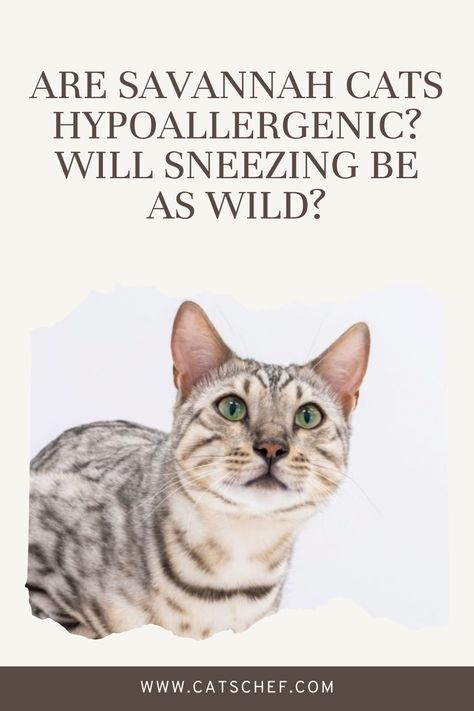 Welcome to the wild side of this blog! No, no, don’t expect me to share some dark secrets in this post. We’re talking about beautiful creatures that are a mix of serval (a wild cat from Africa) and our domestic feline. Today we’re addressing the increasingly asked question: Are Savannah cats hypoallergenic?


#catschef #cat #cats #kitten #kittens #catlover #catlovers #catlife #catoftheday #meow #pets #cute #love #animals #animallovers Cats Hypoallergenic, Savannah Cats, Hypoallergenic Cats, Dark Secrets, Savannah Cat, Pets Cute, Love Animals, Allergic Reaction, Cat Life