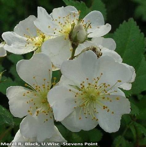 Invasive — Multiflora rose identification and control: Rosa multiflora - King County Multiflora Rose, Garden Mural, Living Fence, Mural Ideas, Washington State, Flowers Photography, Fence, Washington, Mural