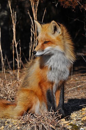 Fox Profile, Fuchs Baby, Friendly Fox, Soren Kierkegaard, Fantastic Fox, Fox Images, Foxes Photography, Fox Pictures, Most Beautiful Animals