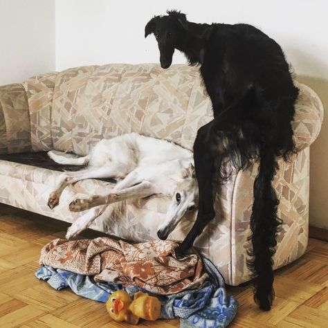 Couch Potatoes ❤ =^..^= ❤ Black Borzoi Dog, Borzoi Black, Black Borzoi, Russian Wolfhound, Borzoi Dog, Greyhound Art, Dog Motif, Fake Animals, Crazy Dog